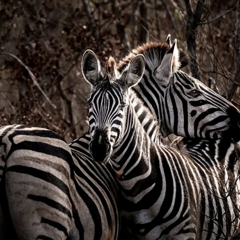 Things to Know Before Traveling to Tanzania