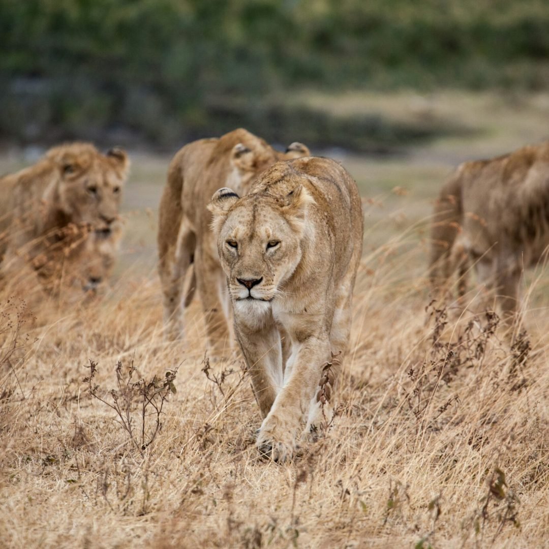 jeff-lemond-bwr9XpsYK98-unsplash